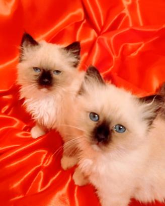 Cucciolo sacro di Birmania