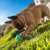 Disponibile solo per monta