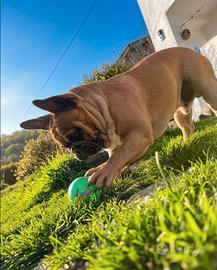 Disponibile solo per monta