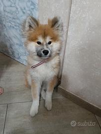 Akita inu a pelo lungo