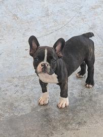 bulldog francese 