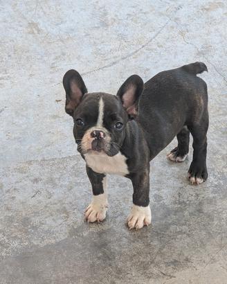 bulldog francese 
