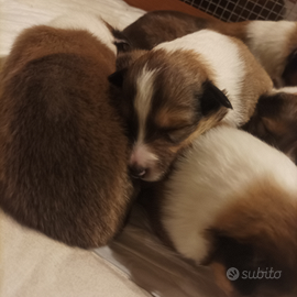 Pastore scozzese - rough collie