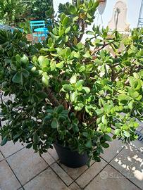 Piante in vaso Albero di Giada