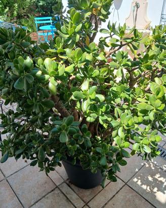 Piante in vaso Albero di Giada
