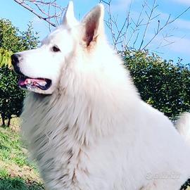 Cuccioli di pastore svizzero bianco