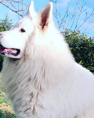 Cuccioli di pastore svizzero bianco