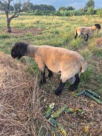 Pecore suffolk