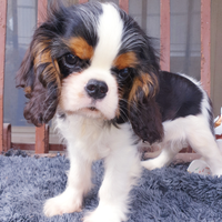Cuccioli di Cavalier King blenheim e tricolor