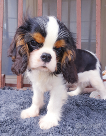 Cuccioli di Cavalier King blenheim e tricolor