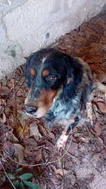 Cane setter inglese maschio 5 anni