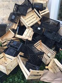 Casette ortofrutta (0.15€pz)