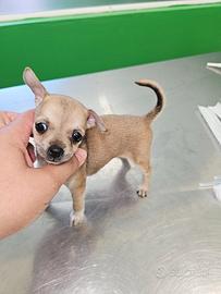Chihuahua fulvo maschio mini