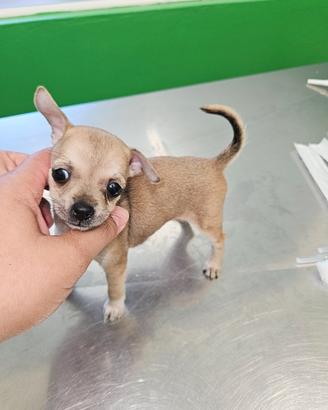 Chihuahua fulvo maschio mini