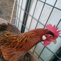 Gallina Livorno collo oro