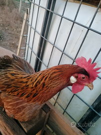 Gallina Livorno collo oro