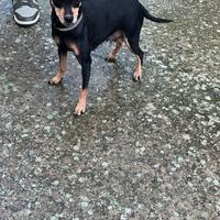 Pinscher femmina