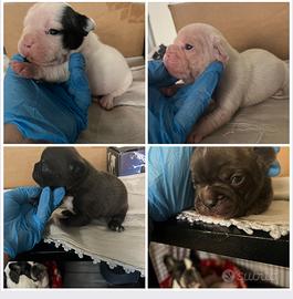 Bulldog francese esotico