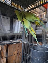 Parrocchetti dal collare