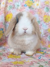 Cuccioli MINILOP puri con pedigree ANCCR