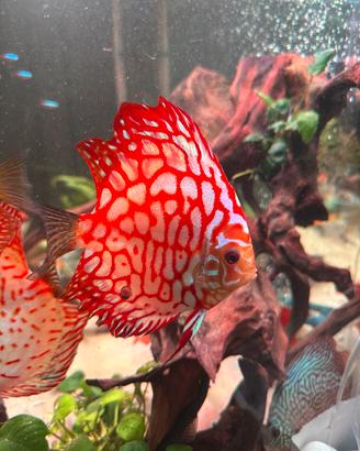 Discus