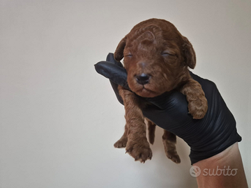 Cuccioli di barboncino Toy red con pedigree ENCI