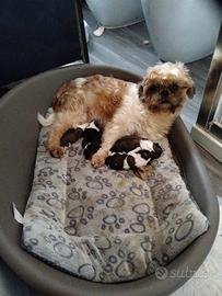 Schitzu disponibili per pasqua