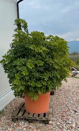 4 Piante di Schefflera monumentale, esemplare unic