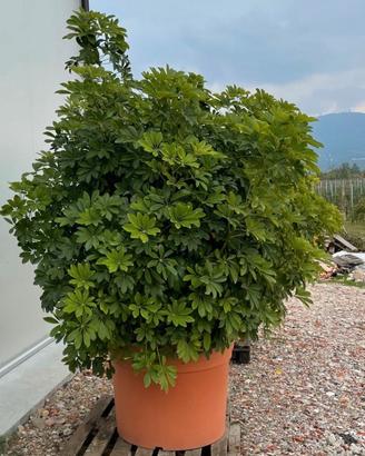 4 Piante di Schefflera monumentale, esemplare unic
