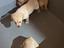 Immagine 4