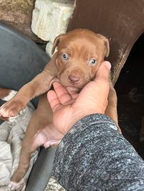 Cucciola di Pit bull