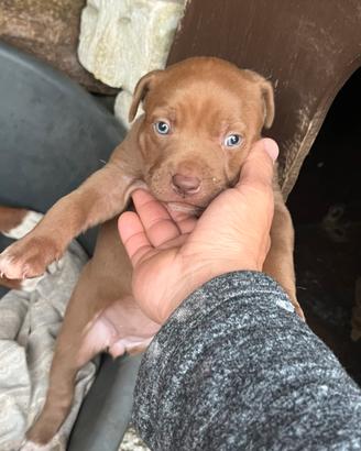 Cucciola di Pit bull