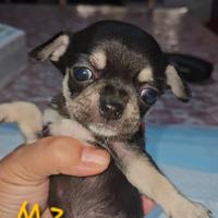 Chihuahua cucciolo Allevamento Cucciolisole