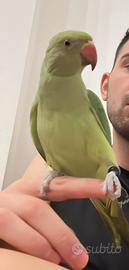 Parrocchetto dal collare allevato a mano