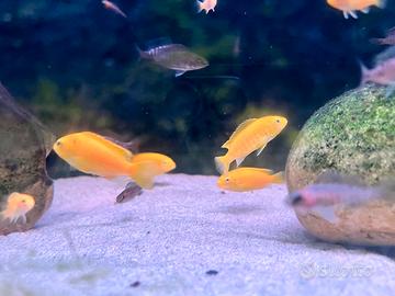 Ciclide Labidochromis Caeruleus