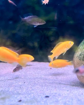 Ciclide Labidochromis Caeruleus