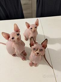 Sphynx maschio occhi impari