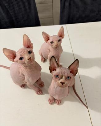 Sphynx maschio occhi impari