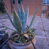 Piante varie in vasi