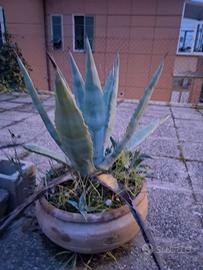 Piante varie in vasi