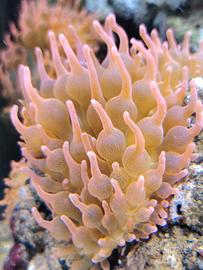 Anemoni  Entacmaea quadricolor starbust