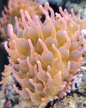 Anemoni  Entacmaea quadricolor starbust