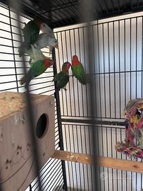 Inseparabili di Fischer femmine