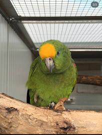 Amazzone fronte gialla