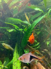 Splendidi piccoli di Platy Xiphophorus maculatus