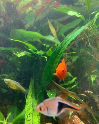 Splendidi piccoli di Platy Xiphophorus maculatus