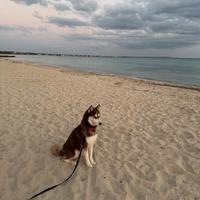 Splendido husky per monta