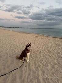 Splendido husky per monta