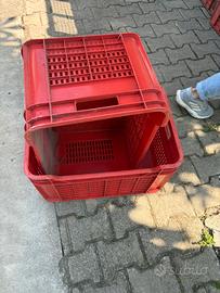 Cassette impilabili frutta o olive