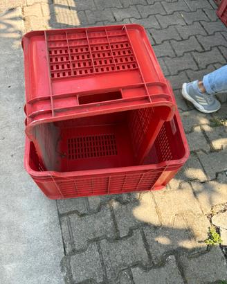 Cassette impilabili frutta o olive